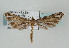  ( - TLMF Lep 09034)  @14 [ ] CreativeCommons - Attribution Non-Commercial Share-Alike (2013) Peter Huemer Tiroler Landesmuseum Ferdinandeum