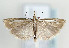  ( - TLMF Lep 09330)  @13 [ ] CreativeCommons - Attribution Non-Commercial Share-Alike (2013) Peter Huemer Tiroler Landesmuseum Ferdinandeum