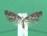  ( - KLM Lep 00770)  @12 [ ] CreativeCommons - Attribution Non-Commercial Share-Alike (2013) Peter Huemer Landesmuseum Kärnten