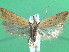  ( - KLM Lep 00792)  @13 [ ] CreativeCommons - Attribution Non-Commercial Share-Alike (2013) Peter Huemer Landesmuseum Kärnten