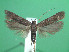  ( - KLM Lep 00797)  @14 [ ] CreativeCommons - Attribution Non-Commercial Share-Alike (2013) Peter Huemer Landesmuseum Kärnten