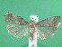  ( - KLM Lep 00802)  @14 [ ] CreativeCommons - Attribution Non-Commercial Share-Alike (2013) Peter Huemer Landesmuseum Kärnten