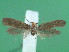  ( - KLM Lep 00837)  @13 [ ] CreativeCommons - Attribution Non-Commercial Share-Alike (2013) Peter Huemer Landesmuseum Kärnten