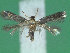  ( - KLM Lep 01248)  @13 [ ] CreativeCommons - Attribution Non-Commercial Share-Alike (2014) Christian Wieser Landesmuseum Kärnten