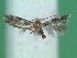  ( - KLM Lep 01262)  @12 [ ] CreativeCommons - Attribution Non-Commercial Share-Alike (2014) Christian Wieser Landesmuseum Kärnten