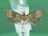  ( - KLM Lep 01299)  @13 [ ] CreativeCommons - Attribution Non-Commercial Share-Alike (2014) Christian Wieser Landesmuseum Kärnten