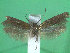  ( - KLM Lep 01901)  @14 [ ] CreativeCommons - Attribution Non-Commercial Share-Alike (2014) Christian Wieser Landesmuseum Kärnten