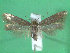  ( - KLM Lep 01902)  @14 [ ] CreativeCommons - Attribution Non-Commercial Share-Alike (2014) Christian Wieser Landesmuseum Kärnten
