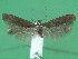  ( - KLM Lep 01903)  @14 [ ] CreativeCommons - Attribution Non-Commercial Share-Alike (2014) Christian Wieser Landesmuseum Kärnten