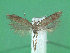  ( - KLM Lep 01905)  @13 [ ] CreativeCommons - Attribution Non-Commercial Share-Alike (2014) Christian Wieser Landesmuseum Kärnten