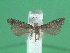  ( - KLM Lep 01907)  @13 [ ] CreativeCommons - Attribution Non-Commercial Share-Alike (2014) Christian Wieser Landesmuseum Kärnten