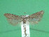  ( - KLM Lep 01909)  @13 [ ] CreativeCommons - Attribution Non-Commercial Share-Alike (2014) Christian Wieser Landesmuseum Kärnten