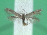  ( - KLM Lep 00939)  @13 [ ] Unspecified (default): All Rights Reserved (2013) Unspecified Landesmuseum Kärnten
