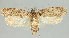  (Depressaria hirtipalpis - TLMF Lep 16450)  @14 [ ] CreativeCommons - Attribution Non-Commercial Share-Alike (2015) Peter Huemer Tiroler Landesmuseum Ferdinandeum