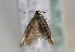  (Scythris hornigii - TLMF Lep 16528)  @13 [ ] CreativeCommons - Attribution Non-Commercial Share-Alike (2015) Peter Huemer Tiroler Landesmuseum Ferdinandeum