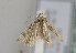  (Orophia mendosella - TLMF Lep 16529)  @14 [ ] CreativeCommons - Attribution Non-Commercial Share-Alike (2015) Peter Huemer Tiroler Landesmuseum Ferdinandeum