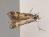  (Aristotelia confusella - ZMKU-01)  @13 [ ] CreativeCommons - Attribution Non-Commercial Share-Alike (2015) Peter Huemer Tiroler Landesmuseum Ferdinandeum