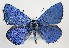  (Lysandra bellargus - TLMF Lep 09817)  @15 [ ] CreativeCommons - Attribution Non-Commercial Share-Alike (2013) Peter Huemer Tiroler Landesmuseum Ferdinandeum