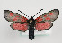  ( - TLMF Lep 09823)  @14 [ ] CreativeCommons - Attribution Non-Commercial Share-Alike (2013) Peter Huemer Tiroler Landesmuseum Ferdinandeum
