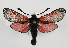  ( - TLMF Lep 09834)  @14 [ ] CreativeCommons - Attribution Non-Commercial Share-Alike (2013) Peter Huemer Tiroler Landesmuseum Ferdinandeum