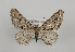  (Agriopis leucophaearia - TLMF Lep 09878)  @15 [ ] CreativeCommons - Attribution Non-Commercial Share-Alike (2013) Peter Huemer Tiroler Landesmuseum Ferdinandeum