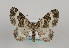  (Epirrhoe rivata - TLMF Lep 09880)  @14 [ ] CreativeCommons - Attribution Non-Commercial Share-Alike (2013) Peter Huemer Tiroler Landesmuseum Ferdinandeum