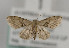  (Idaea laevigata - TLMF Lep 09895)  @14 [ ] CreativeCommons - Attribution Non-Commercial Share-Alike (2013) Peter Huemer Tiroler Landesmuseum Ferdinandeum