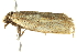  ( - BIOUG00829-A08)  @13 [ ] CreativeCommons - Attribution (2011) CBG Photography Group Centre for Biodiversity Genomics