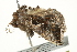  ( - BIOUG00830-G01)  @12 [ ] CreativeCommons - Attribution (2011) CBG Photography Group Centre for Biodiversity Genomics
