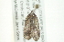  ( - BIOUG00831-F12)  @12 [ ] CreativeCommons - Attribution (2011) CBG Photography Group Centre for Biodiversity Genomics