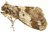  ( - BIOUG00844-D04)  @13 [ ] CreativeCommons - Attribution (2011) CBG Photography Group Centre for Biodiversity Genomics