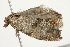  ( - BIOUG00790-C06)  @12 [ ] CreativeCommons - Attribution (2011) CBG Photography Group Centre for Biodiversity Genomics