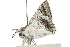  ( - BIOUG00791-D08)  @13 [ ] CreativeCommons - Attribution (2011) CBG Photography Group Centre for Biodiversity Genomics
