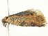  ( - BIOUG00792-A02)  @13 [ ] CreativeCommons - Attribution (2011) CBG Photography Group Centre for Biodiversity Genomics