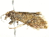  ( - BIOUG00792-B10)  @13 [ ] CreativeCommons - Attribution (2011) CBG Photography Group Centre for Biodiversity Genomics