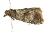  ( - BIOUG00793-F03)  @12 [ ] CreativeCommons - Attribution (2011) CBG Photography Group Centre for Biodiversity Genomics