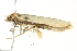  ( - BIOUG00793-F06)  @12 [ ] CreativeCommons - Attribution (2011) CBG Photography Group Centre for Biodiversity Genomics