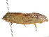  (Cryptolechia triphaenatella - BIOUG00787-C06)  @12 [ ] CreativeCommons - Attribution (2011) CBG Photography Group Centre for Biodiversity Genomics