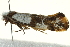  ( - BIOUG00799-H11)  @13 [ ] CreativeCommons - Attribution (2011) CBG Photography Group Centre for Biodiversity Genomics