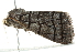  ( - BIOUG01024-B04)  @12 [ ] CreativeCommons - Attribution (2011) CBG Photography Group Centre for Biodiversity Genomics