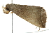  ( - BIOUG01024-G10)  @14 [ ] CreativeCommons - Attribution (2011) CBG Photography Group Centre for Biodiversity Genomics