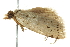  ( - BIOUG01025-G11)  @13 [ ] CreativeCommons - Attribution (2011) CBG Photography Group Centre for Biodiversity Genomics