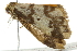  ( - BIOUG01025-H07)  @13 [ ] CreativeCommons - Attribution (2011) CBG Photography Group Centre for Biodiversity Genomics