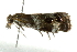  ( - BIOUG01025-H10)  @13 [ ] CreativeCommons - Attribution (2011) CBG Photography Group Centre for Biodiversity Genomics