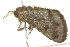  ( - BIOUG01172-A11)  @12 [ ] CreativeCommons - Attribution (2011) CBG Photography Group Centre for Biodiversity Genomics