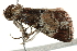  ( - BIOUG01174-C01)  @13 [ ] CreativeCommons - Attribution (2011) CBG Photography Group Centre for Biodiversity Genomics