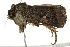  ( - BIOUG01174-C03)  @12 [ ] CreativeCommons - Attribution (2011) CBG Photography Group Centre for Biodiversity Genomics