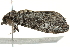 ( - BIOUG01174-C10)  @14 [ ] CreativeCommons - Attribution (2011) CBG Photography Group Centre for Biodiversity Genomics