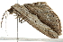  ( - BIOUG01198-A11)  @12 [ ] CreativeCommons - Attribution (2011) CBG Photography Group Centre for Biodiversity Genomics