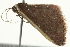  ( - BIOUG01234-G05)  @12 [ ] CreativeCommons - Attribution (2011) CBG Photography Group Centre for Biodiversity Genomics